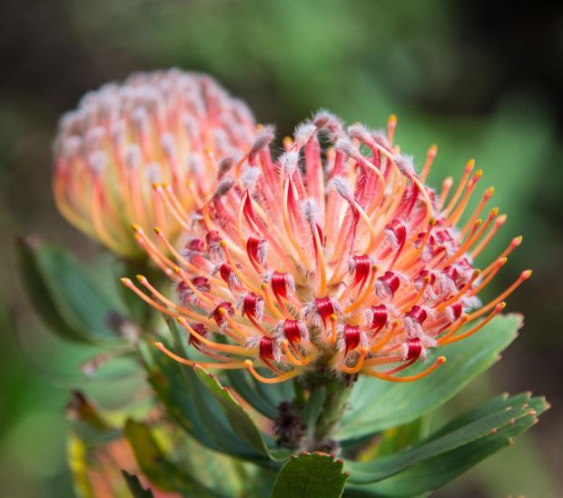 blushing rose king protea